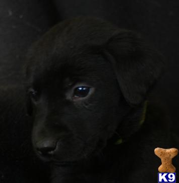 Puppies in MN